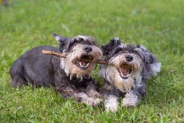 Cummingston Park Dog Run